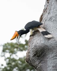 Rhinoceros Hornbill
