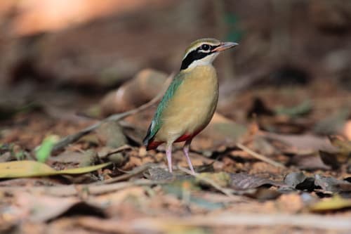 Indian Pitta
