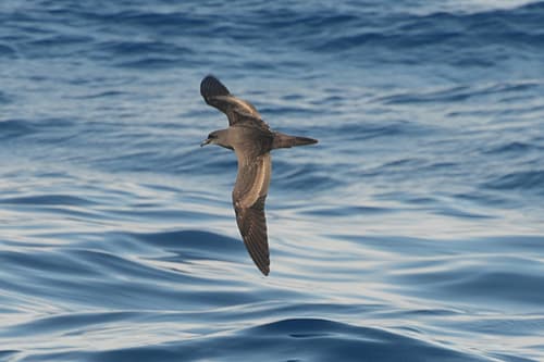 Bulwer's Petrel
