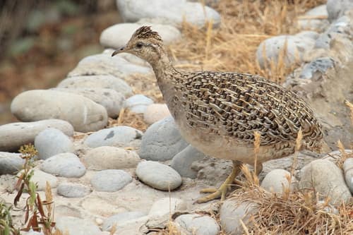 Chilean Tinamou