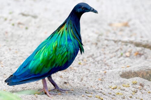Nicobar Pigeon