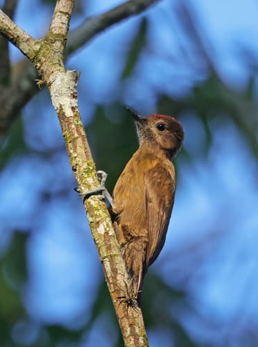 Smoky-brown Woodpecker