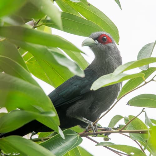 Black-bellied Malkoha
