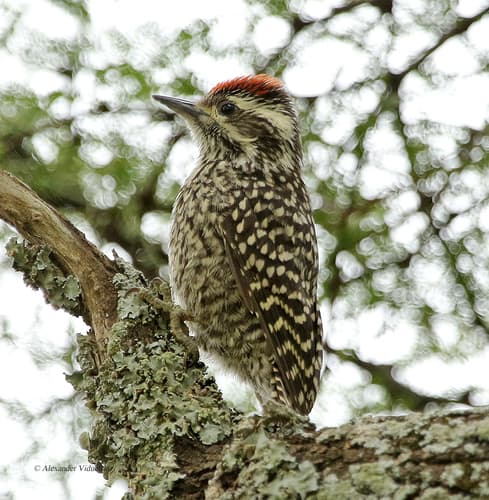 Checkered Woodpecker