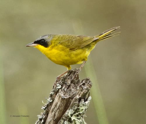 Southern Yellowthroat