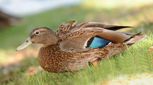 Hawaiian Duck