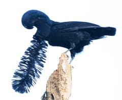 Long-wattled Umbrellabird