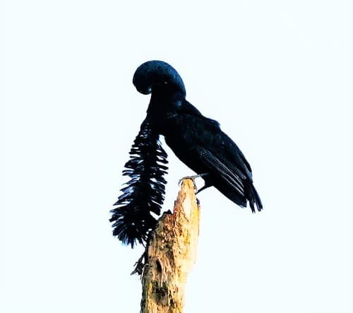 Long-wattled Umbrellabird