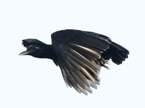 Long-wattled Umbrellabird