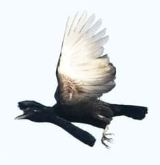 Long-wattled Umbrellabird