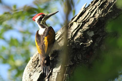 White-naped Woodpecker
