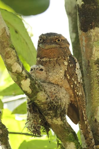 Sri Lanka Frogmouth