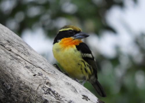 Gilded Barbet