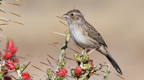 Cassin's Sparrow