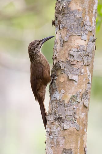 White-throated Woodcreeper