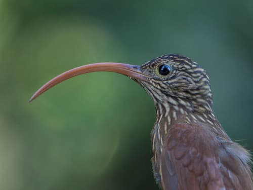 Red-billed Scythebill