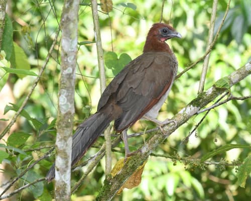 Rufous-headed Chachalaca