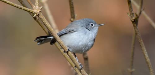 Black-capped Gnatcatcher