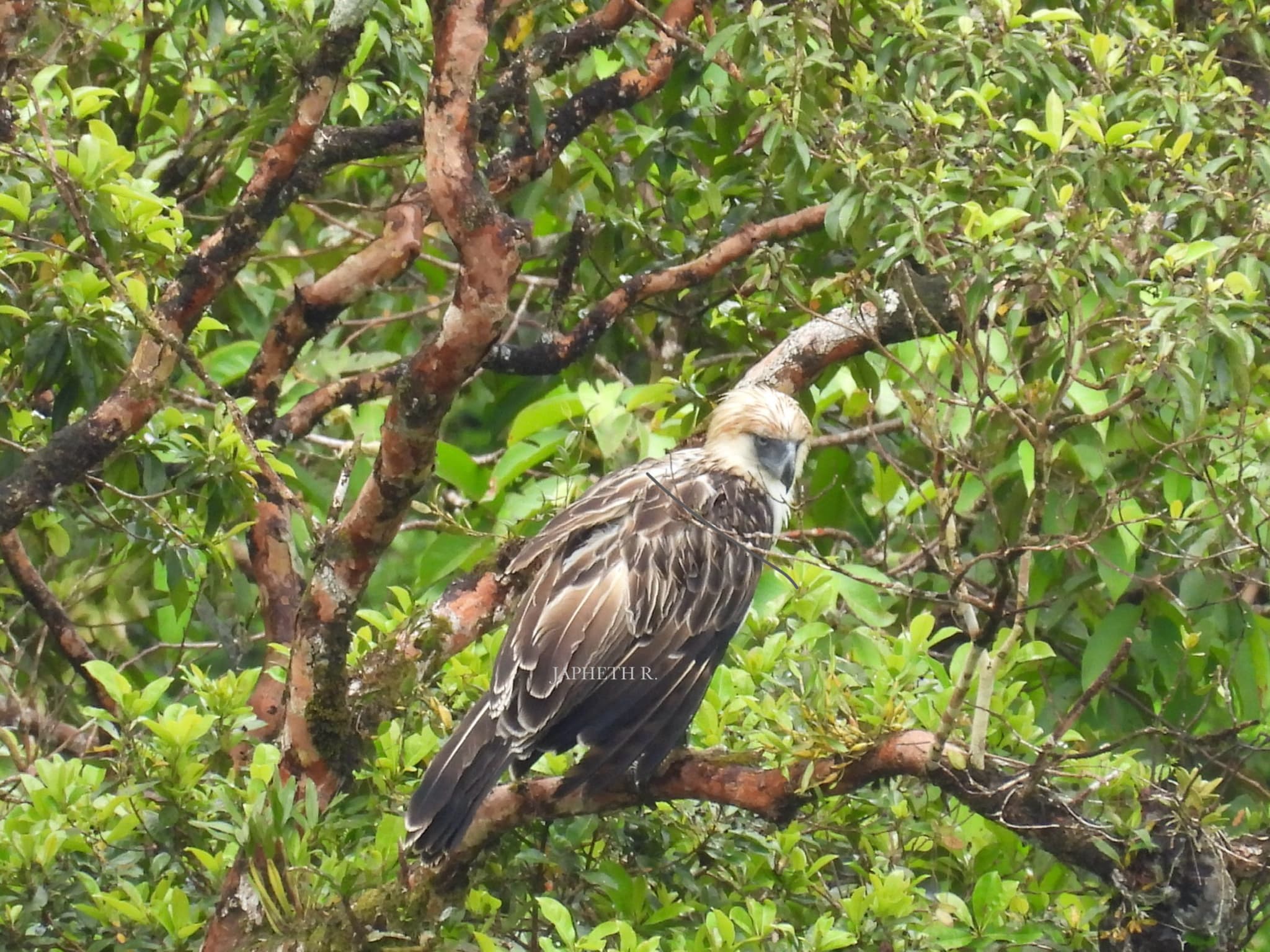 Philippine Eagle