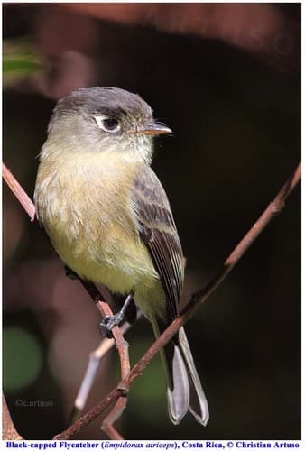 Black-capped Flycatcher