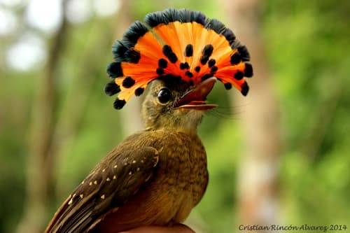 Tropical Royal Flycatcher