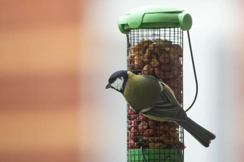 Great Tit