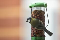 Great Tit
