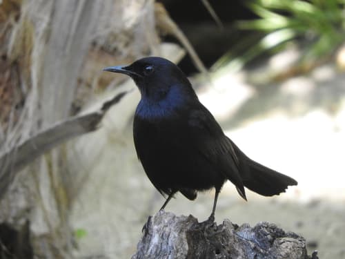 Black Catbird
