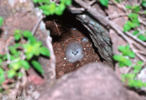 Red-billed Tropicbird