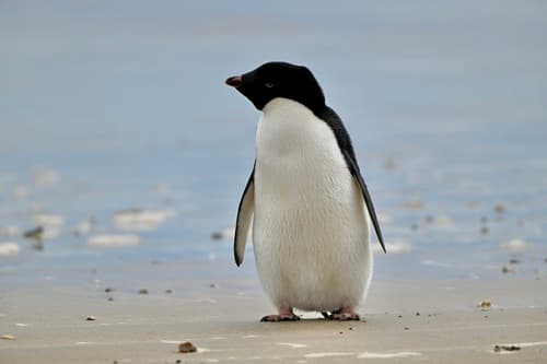 Adélie Penguin