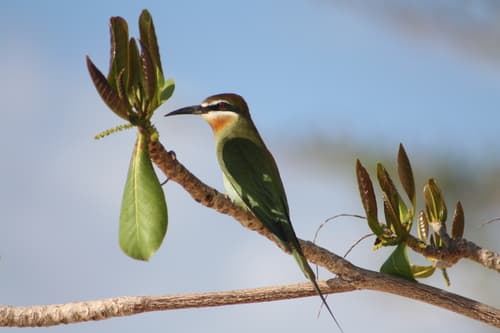 Olive Bee-eater