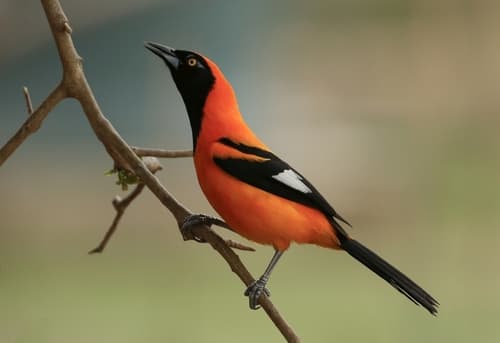 Orange-backed Troupial