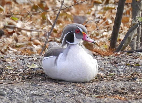 Wood Duck
