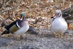 Wood Duck