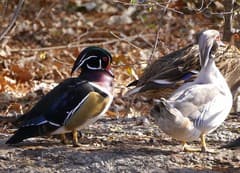 Wood Duck