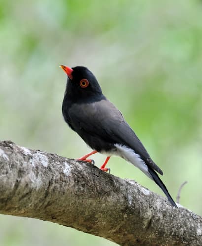 Retz's Helmetshrike