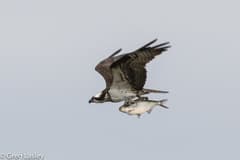Osprey