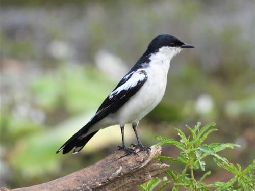 White-winged Triller