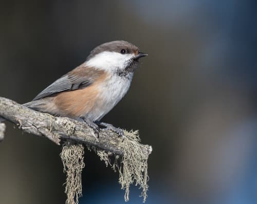 Siberian Tit