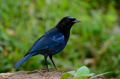 Malabar Whistling-Thrush