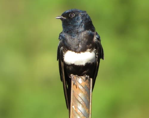 White-banded Swallow