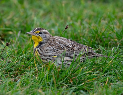 Western Meadowlark