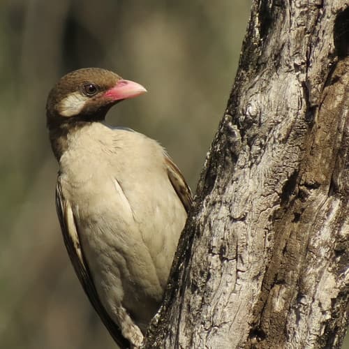 Greater Honeyguide
