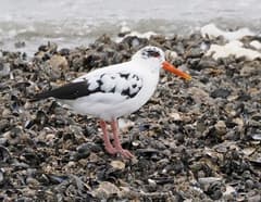 Eurasian Oystercatcher