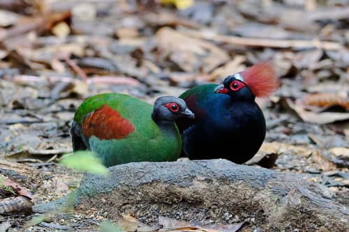 Crested Partridge