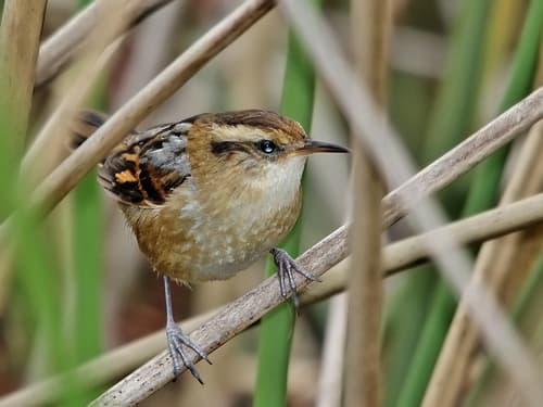 Wren-like Rushbird