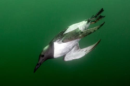 Guillemot (Common)