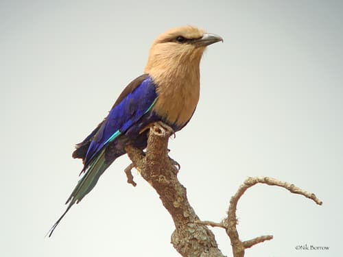Blue-bellied Roller