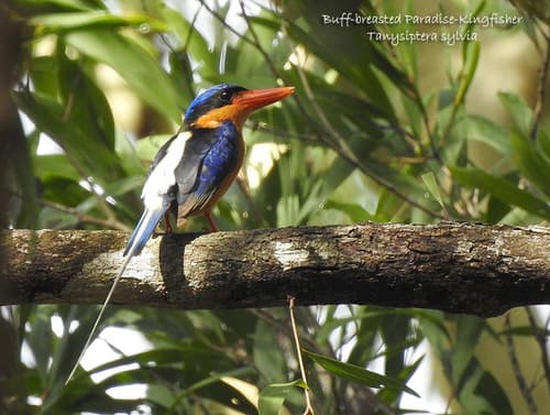 Buff-breasted Paradise Kingfisher