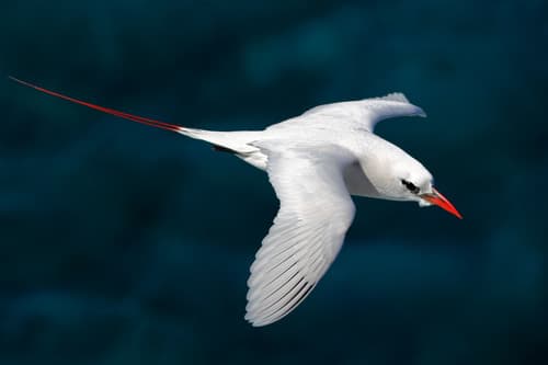 Red-tailed Tropicbird